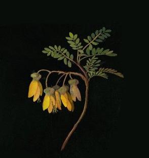 Новый курс для любителей ботанических акварелей