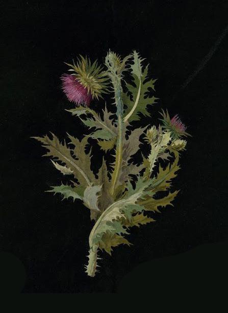 Новый курс для любителей ботанических акварелей