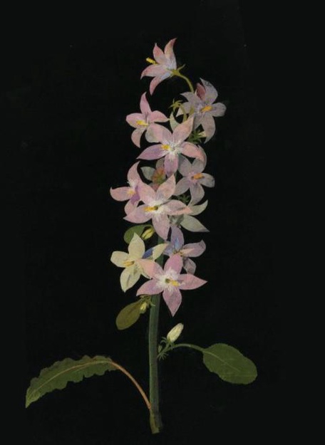 Новый курс для любителей ботанических акварелей