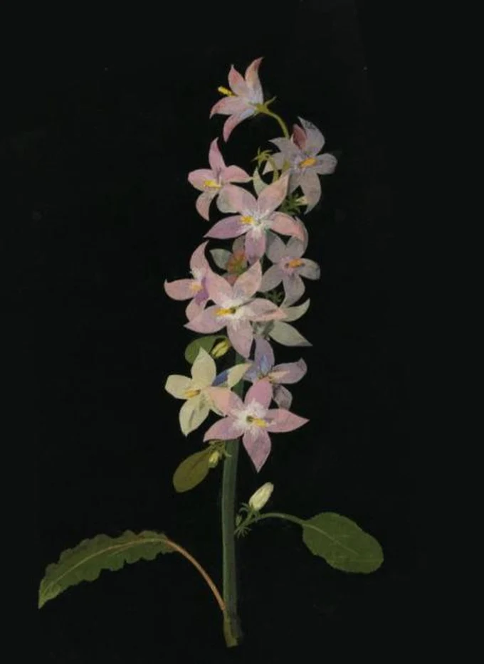 Новый курс для любителей ботанических акварелей