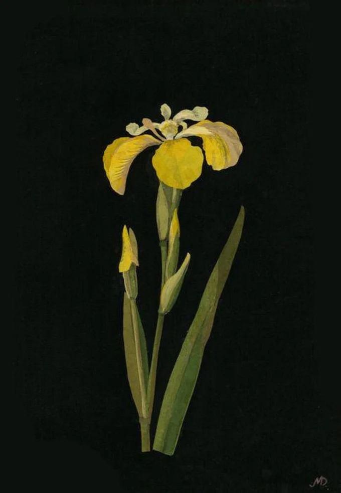 Новый курс для любителей ботанических акварелей