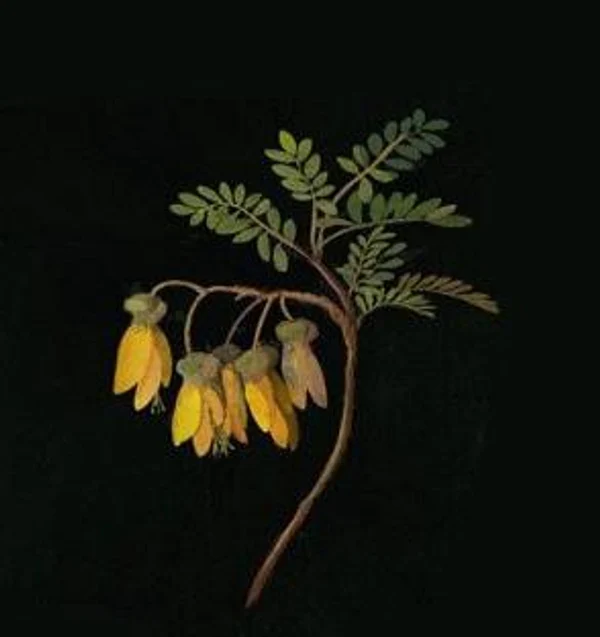 Новый курс для любителей ботанических акварелей