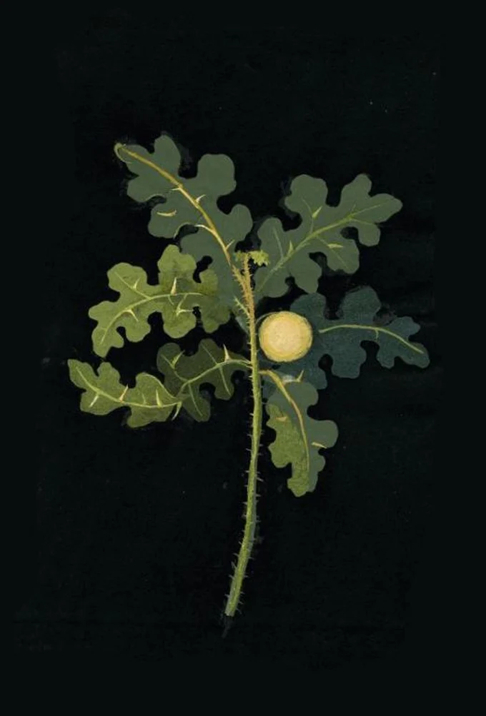 Новый курс для любителей ботанических акварелей