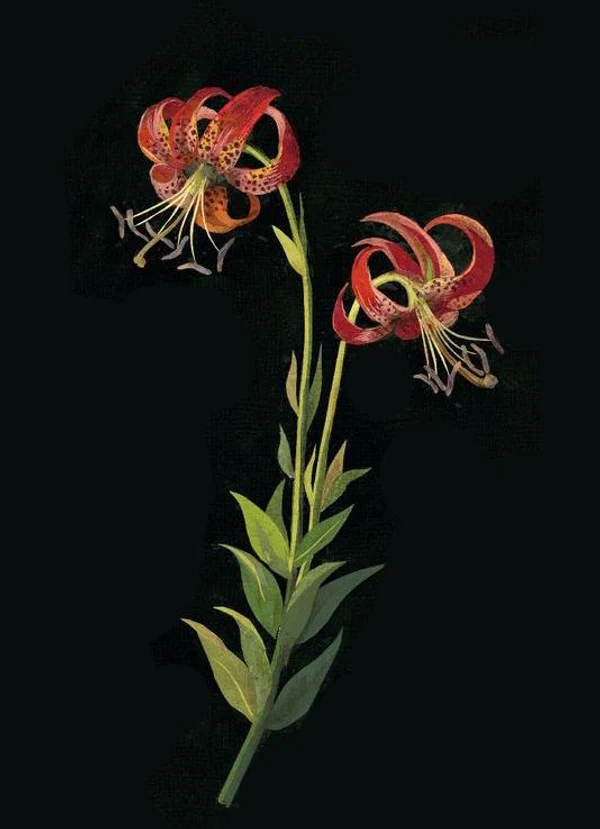 Новый курс для любителей ботанических акварелей