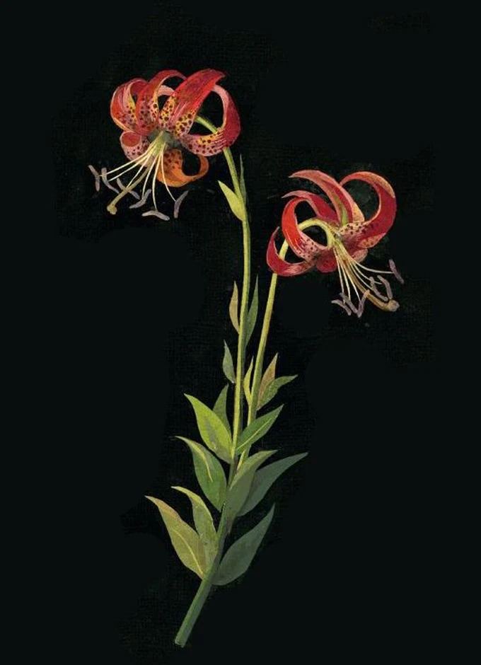 Новый курс для любителей ботанических акварелей